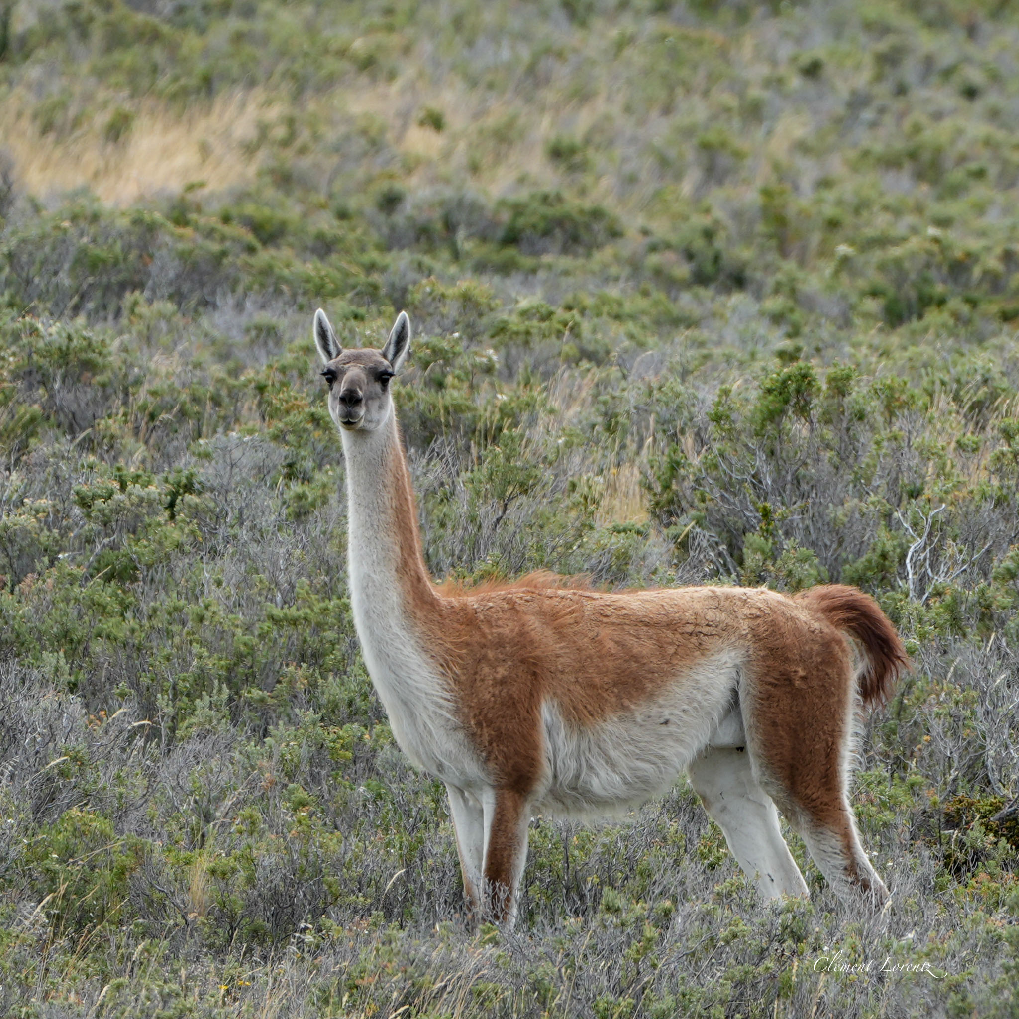 Guanaco in Patagonia